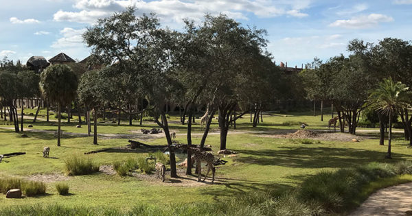 Everything you need to Know about Disney's Animal Kingdom Lodge • WDW