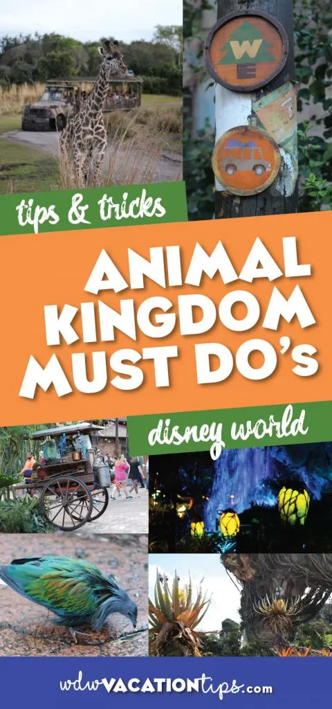 Animal Kingdom Must Dos