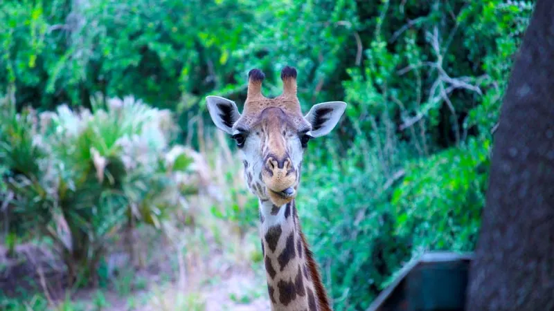 Up close Giraffe