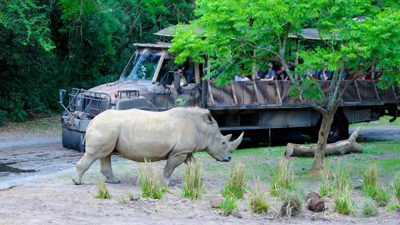 Rhino Disney Animal Kingdom