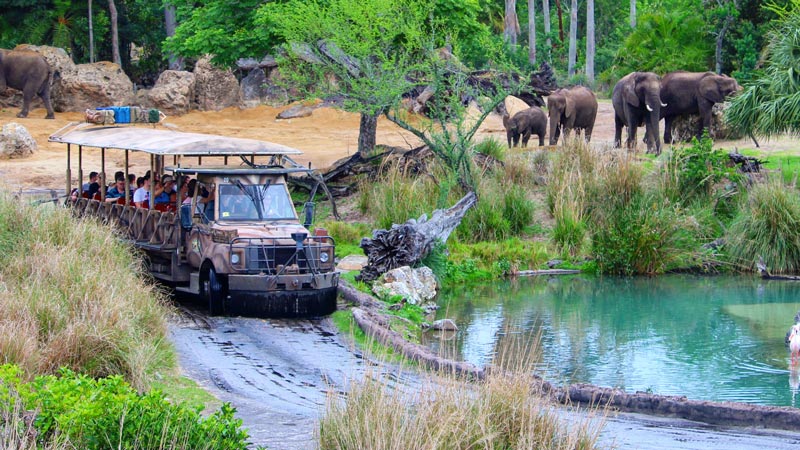 Behind the Scenes of Kilimanjaro Safari at the Animal Kingdom