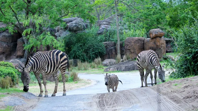 Zebra walking across path Wild Africa Trek