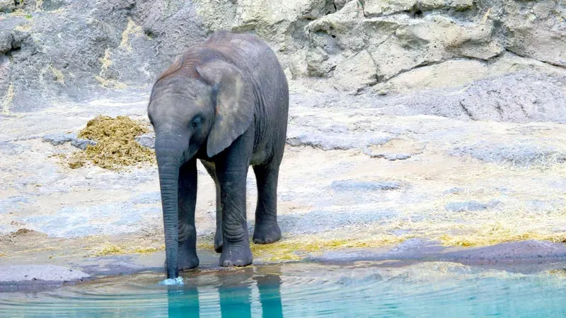 Baby Elephant Animal Kingdom