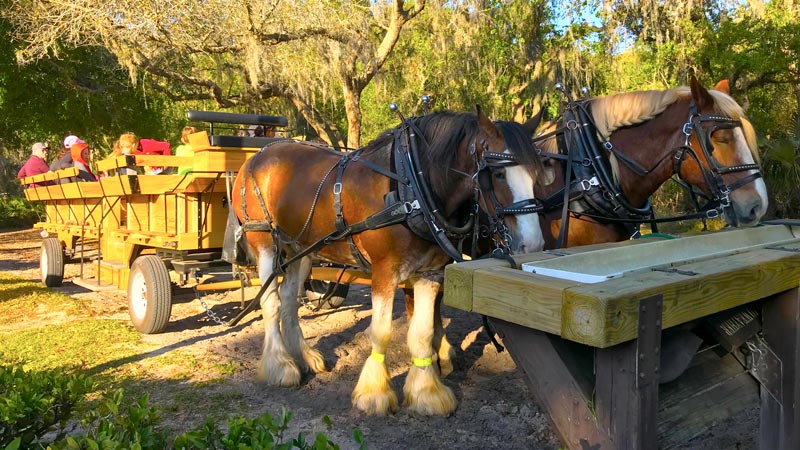 disney world horse carriage rides