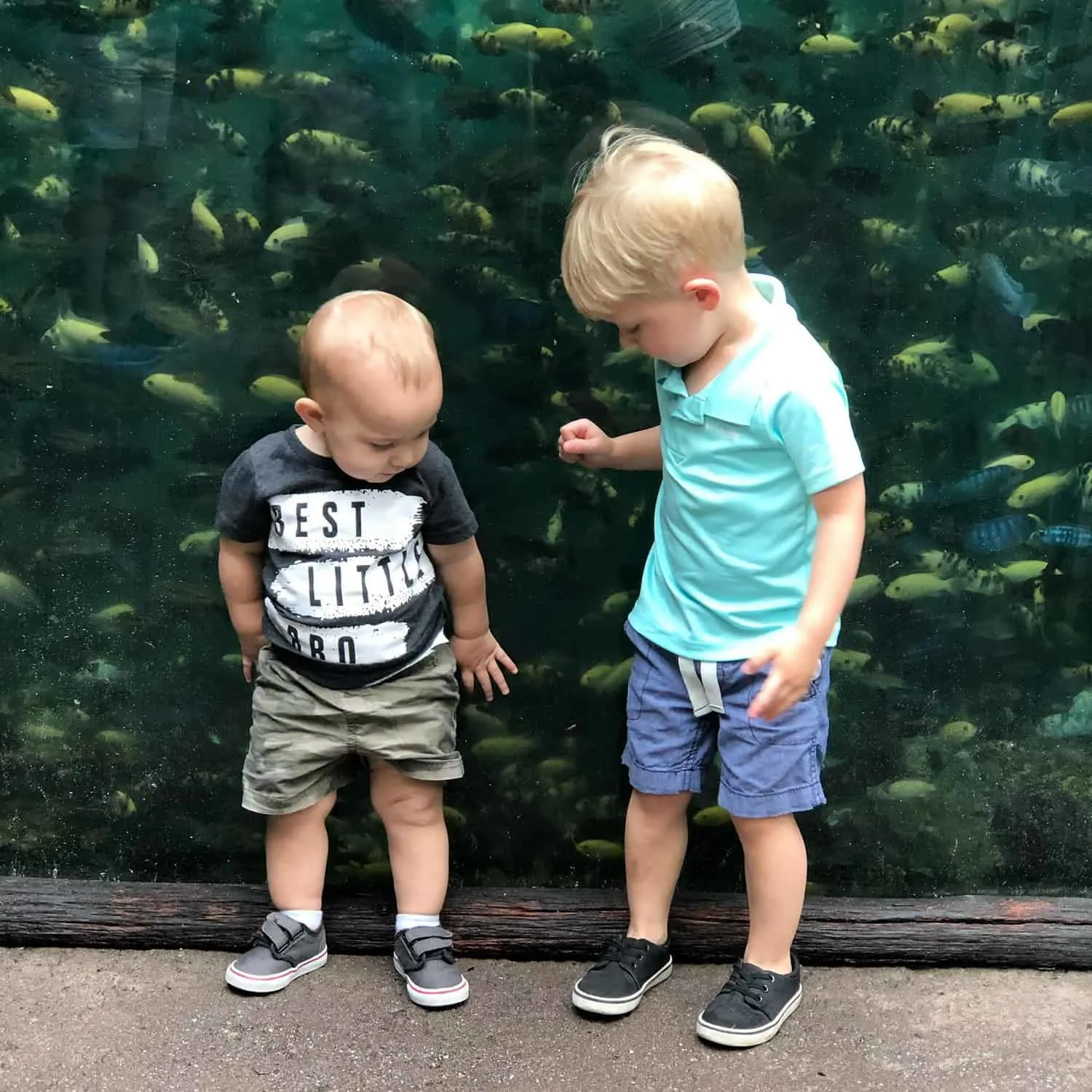 What NOT to do at Disney's Animal Kingdom with Toddlers 12